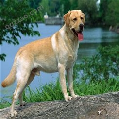 繁殖散养观赏拉布拉多犬 饲养体系完整 体型高大