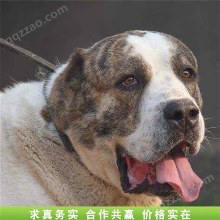 大型中亚犬 、中亚幼犬  大骨架纯种  农家养殖出售
