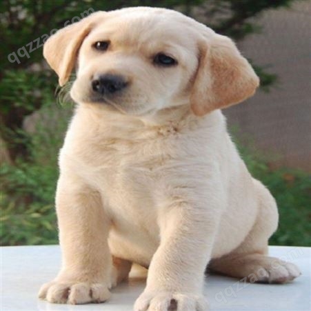 拉布拉多犬幼崽 健康活泼 毛色漂亮 万福源养殖 温顺可爱