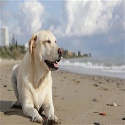 脱温散养拉布拉多 双血统导盲犬幼犬 性格温顺 学习能力强