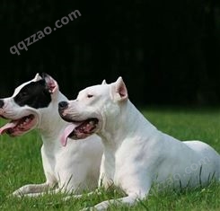 养殖大型白色看家护卫杜高犬 咬合力好 肌肉发育丰满