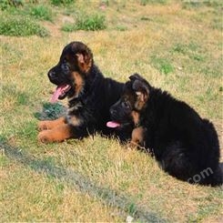 黑背德牧犬 成年德国牧羊犬养殖 工作犬狼狗 易养殖