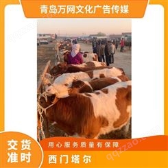 肉牛养殖西门塔尔牛犊架子牛 胸围366cm 260斤 养牛基地多 公,母
