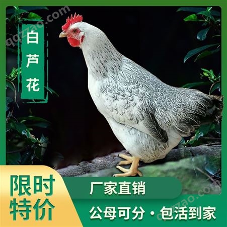 广州鸡苗批发市场在哪里 麻鸡小鸡苗图片