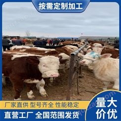 种源地肉牛养殖生产厂家 架子牛公母牛 不偏不倚 牛苗
