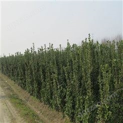 北海道黄杨现挖现卖 带土发货3米4米北海道黄杨