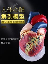 可普心脏模型1.1教学心脏解剖模型可拆卸自然3倍5倍放大动脉血管