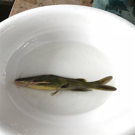 养殖场的黄骨鱼 淡水红鲳黄骨鱼 厂家批发