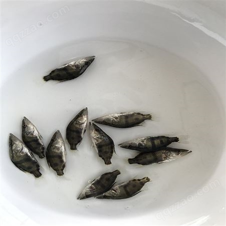 桂鱼 三代鳜鱼苗 供应桂花鱼