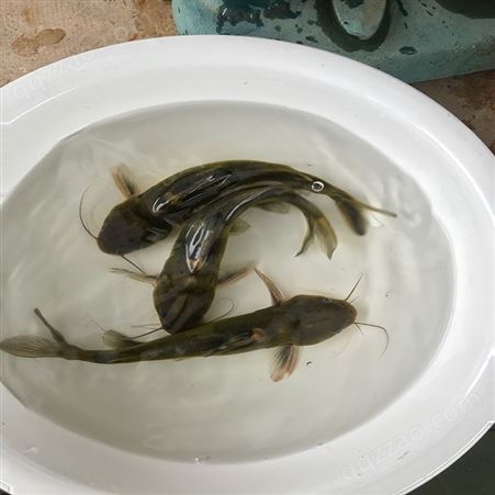 全雄黄骨鱼 淡水红鲳黄骨鱼 养殖基地