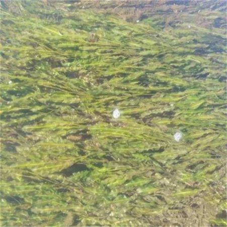 沉水植物水藻批发 黑藻 狐尾藻 现货供应