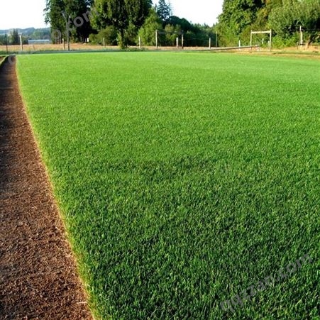 庭院农场绿化草坪地毯草 种子纯度高 易成活 湘草绿化