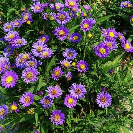 批发销售 高山紫苑种子 花草种子 花海 高山紫菀种子