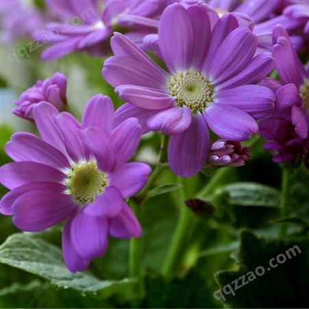 批发销售 高山紫苑种子 花草种子 花海 高山紫菀种子
