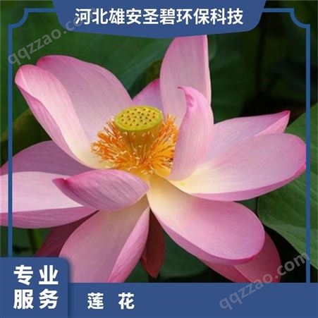 中国古代莲 耐寒荷花苗 单生于花梗顶端 花瓣多数 现货直供