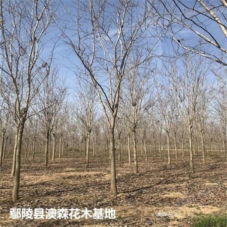 北京地区 巨紫荆苗圃 巨紫荆货源地 “本信息长期有效”