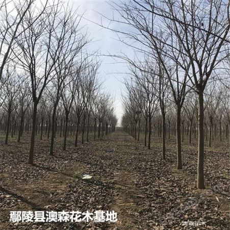 北京地区 巨紫荆苗圃 巨紫荆货源地 “本信息长期有效”